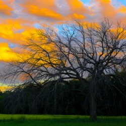 SUNSET AND LONELY TREE